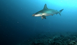 Banda Sea 2018 - 2 - Hammer Shark - Requin marteau